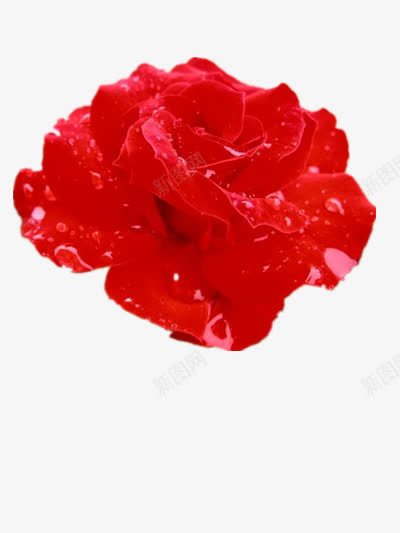 芬芳的蔷薇png免抠素材_88icon https://88icon.com 优雅 水珠 素材 红色