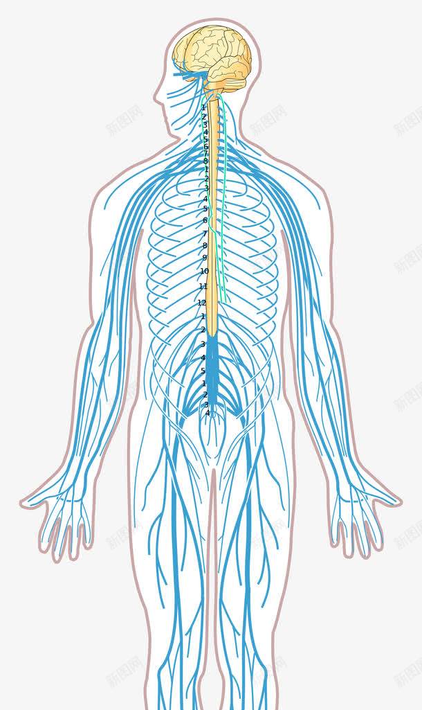 人体神经系统结构示意图png免抠素材_88icon https://88icon.com 人体组织 神经系统 神经结构 脊神经 脑神经