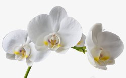 漂亮花枝白色花朵高清图片