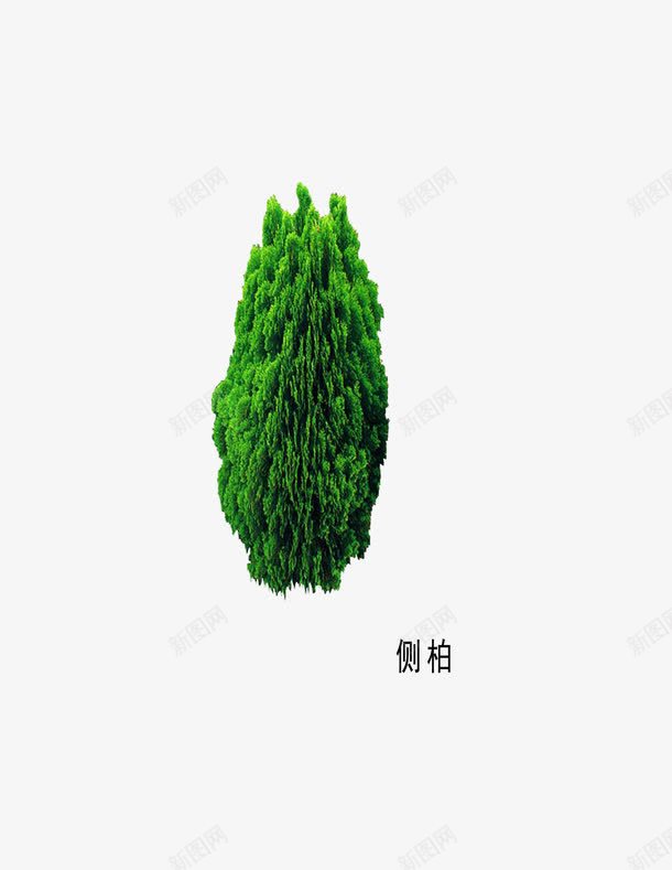 木本植物png免抠素材_88icon https://88icon.com 侧柏 侧柏叶 单棵苗木 园林