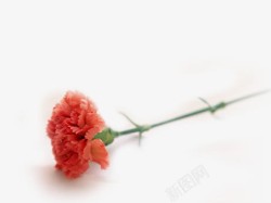 红色鲜花康乃馨花朵素材