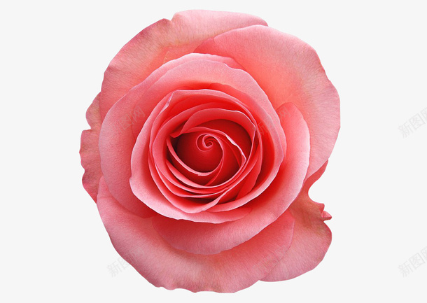 粉色的玫瑰花月季png免抠素材_88icon https://88icon.com 月季 玫瑰 粉红色 花