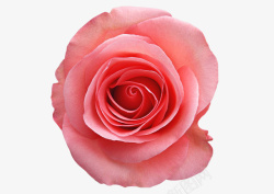 粉色的玫瑰花月季素材