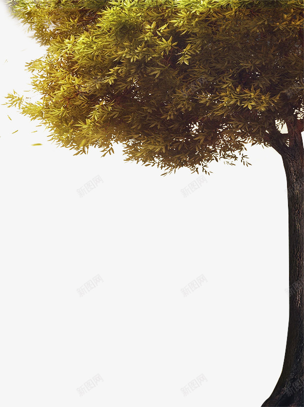 秋天里落叶的一棵树png免抠素材_88icon https://88icon.com 一棵树 秋天 落叶 黄色