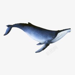 一只手绘蓝色座头鲸插图素材