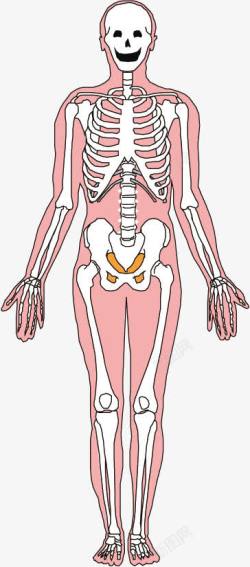 拍毕业照人体结构高清图片