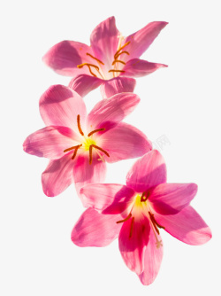 粉红色的三朵小花素材
