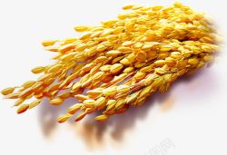 黄色高粱金黄色小麦高粱粮食高清图片