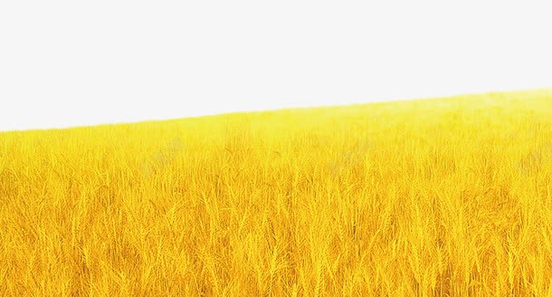 小麦背景png免抠素材_88icon https://88icon.com 丰收季节 小麦 背景 金黄 食品餐饮 麦田背景