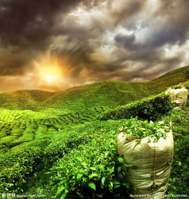 太阳下山乌云浓厚茶园图jpg设计背景_88icon https://88icon.com 下山 乌云 乌云笼罩 太阳 浓厚 茶园
