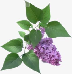 漂亮的丁香花素材