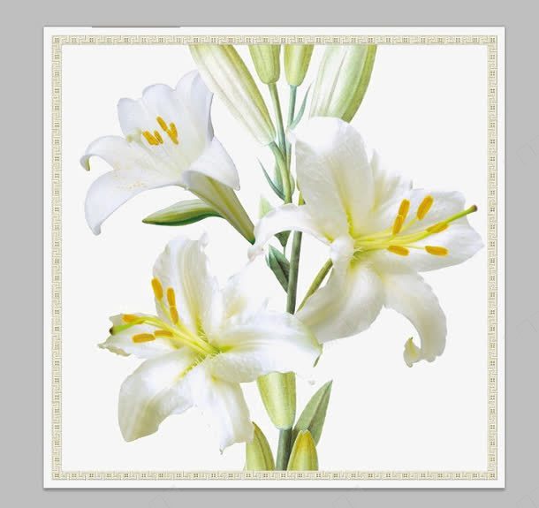 真正的野百合png免抠素材_88icon https://88icon.com 向往