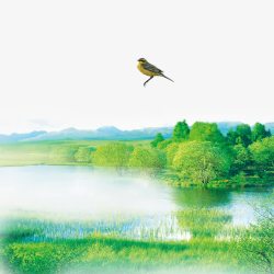自然界孤独的林中之鸟高清图片