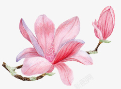 木兰科粉红色带香味纹理的玉兰花瓣实物高清图片