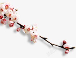 白色花朵花枝桃花枝素材