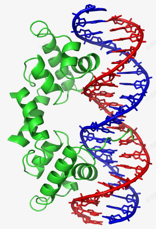 生物DNA图png免抠素材_88icon https://88icon.com DNA 妯瀷 鍩哄洜 鏌撹壊浣 鐢熺墿