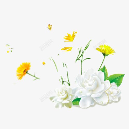 菊花栀子花png免抠素材_88icon https://88icon.com 栀子 栀子花 花 菊花 野菊花