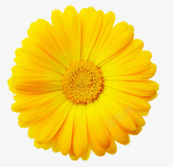金黄色的花朵好看的金黄色花朵高清图片