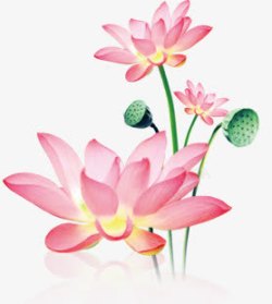 粉色梦幻莲花装饰植物素材