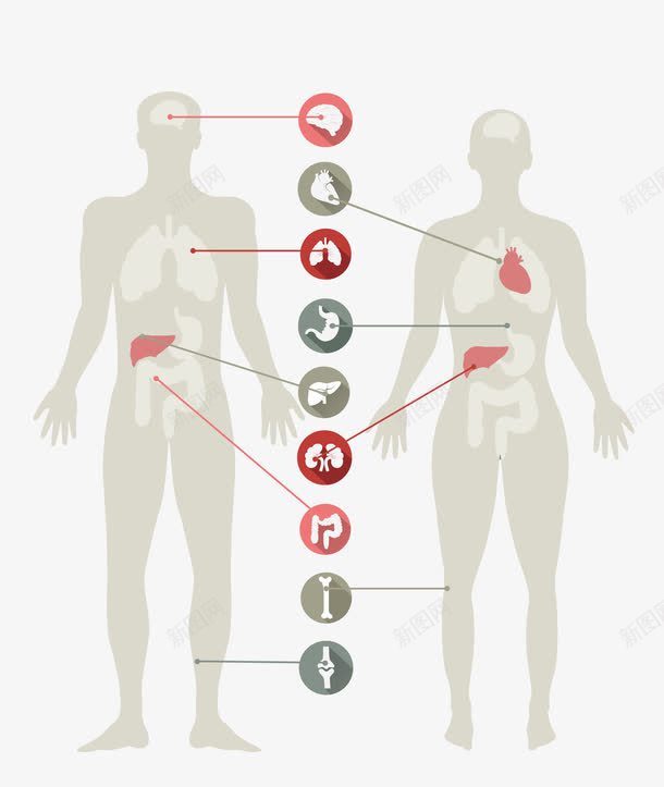 人体器官图png免抠素材_88icon https://88icon.com PPT 人体 人体器 人体器官图 器官图 解说图