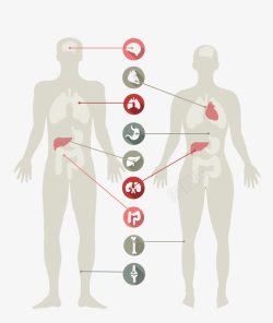 人体器管人体器官图高清图片