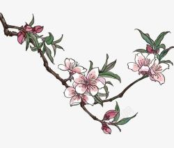 红杏花手绘花朵高清图片