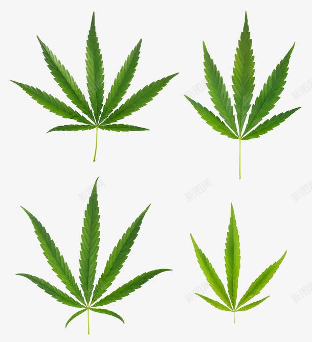 多种大麻叶png免抠素材_88icon https://88icon.com 多种大麻叶 大麻叶 大麻叶子 实物 毒品 毒品种类 绿色植物 药材 麻醉品