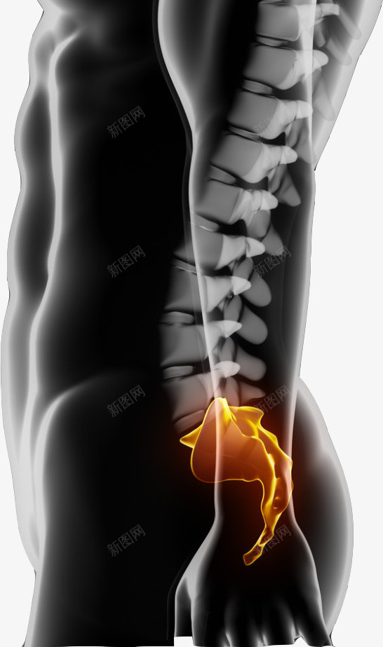 医学研究的脊椎图png免抠素材_88icon https://88icon.com 健康 准确图 医学研究 对人的重要性 男性 背部脊椎 防疾病