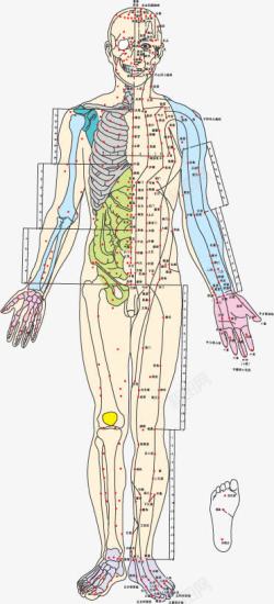 穴位图素材