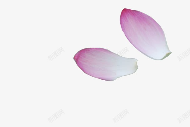 粉色荷花瓣png免抠素材_88icon https://88icon.com 唯美 地上的花瓣 植物 粉色 花卉 花瓣 荷花花瓣 落地的花瓣 落花