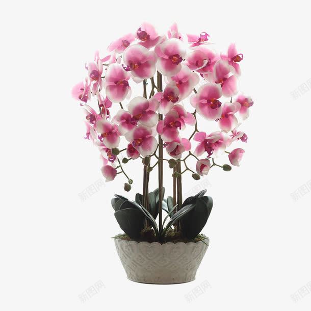 一盆兰花png免抠素材_88icon https://88icon.com 兰花 卡通 手绘 白色 简图 粉色 花心 花朵 花盆