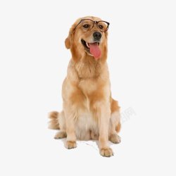 戴眼镜的金毛犬素材