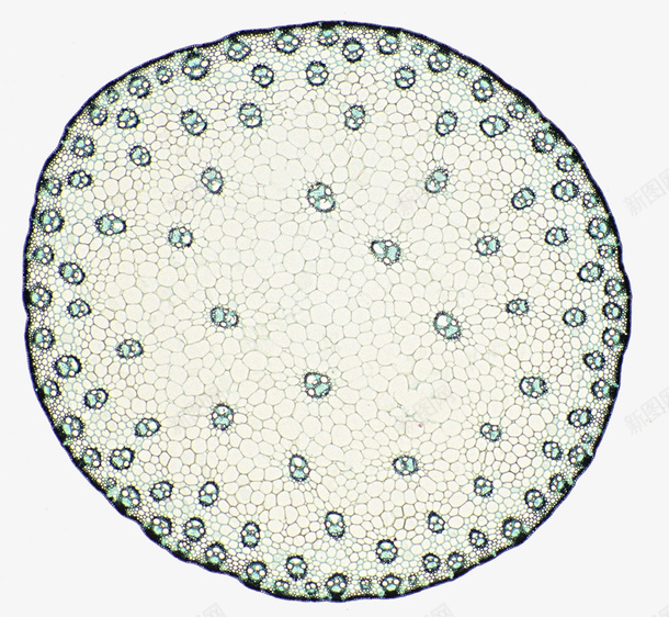 荧光显微照片psd免抠素材_88icon https://88icon.com 光合作用 双子叶植物 干细胞 显微镜