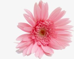 粉色护肤品花朵装饰素材