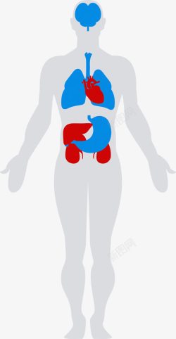 人体内部结构素材
