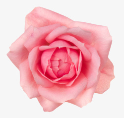 一朵大花粉红色有观赏性盛开的一朵大花实高清图片