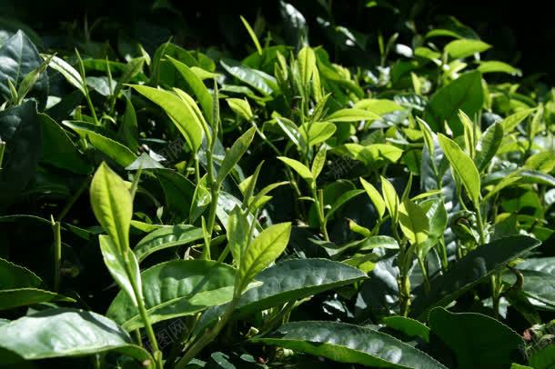绿色茶叶茶地jpg设计背景_88icon https://88icon.com 绿色 茶叶