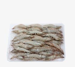 海鲜虾类营养南美白对虾高清图片
