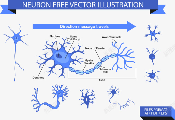神经元插图矢量图ai免抠素材_88icon https://88icon.com 神经元 神经元插图 矢量图