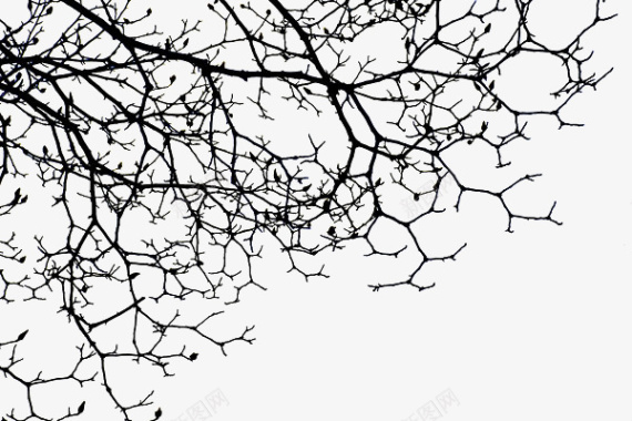 枝干个性的缠绕的树枝图标图标