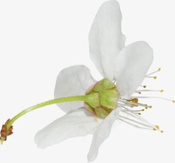 绽放白色花朵花径素材