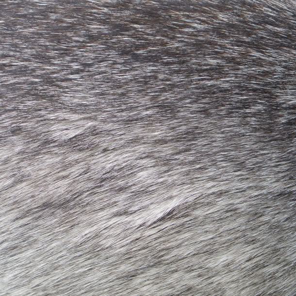 灰色动物皮毛jpg设计背景_88icon https://88icon.com 其它类别 动物 图片素材 毛发 灰色 灰色动物皮毛图片 灰色动物皮毛图片素材下载 皮毛 背景 背景图案 背景花边