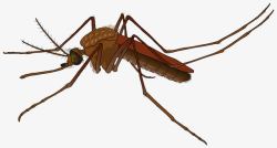 蚊香广告素材卡通褐色大蚊子高清图片