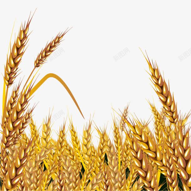 金色麦田小麦大丰收背景png免抠素材_88icon https://88icon.com 大丰收 小麦秸秆 有机粮食 有机谷物 植物 种子 风吹麦穗 麦场 麦田