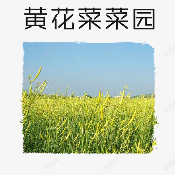 黄花菜菜园png免抠素材_88icon https://88icon.com 植物 菜园 萱草花 食材 黄花菜