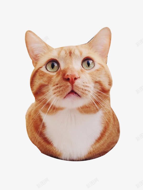 专注的猫咪png免抠素材_88icon https://88icon.com 宠物 抬头 眼睛 胡子 萌态 鼻头