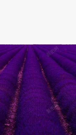 梦幻紫色熏衣草素材
