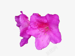 两朵花两朵朵绽放的紫色杜鹃花高清图片