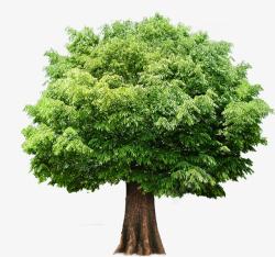 绿色茂密清新大树素材