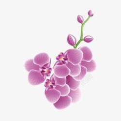 鲜花蝴蝶兰立体手绘图案素材